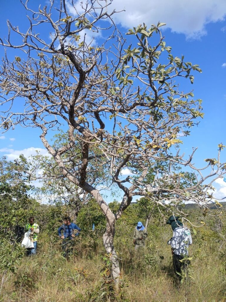 inventário florestal — supressão de vegetação consultoria ambiental RJ
